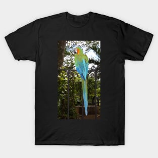 Harlequin Macaw T-Shirt